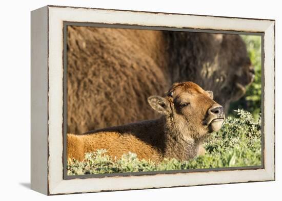 Bison Calf in Theodore Roosevelt National Park, North Dakota, Usa-Chuck Haney-Framed Premier Image Canvas