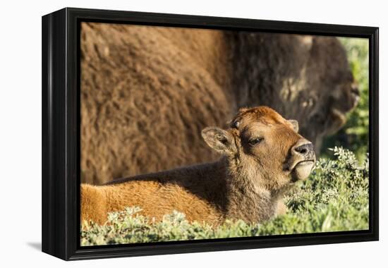 Bison Calf in Theodore Roosevelt National Park, North Dakota, Usa-Chuck Haney-Framed Premier Image Canvas