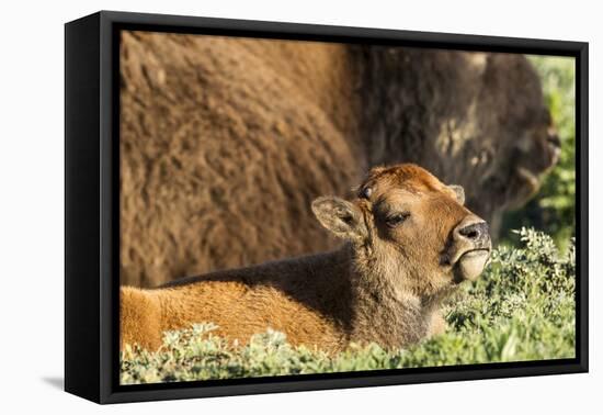 Bison Calf in Theodore Roosevelt National Park, North Dakota, Usa-Chuck Haney-Framed Premier Image Canvas