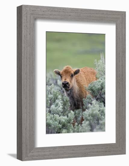 Bison Calf, Yellowstone National Park-Ken Archer-Framed Photographic Print