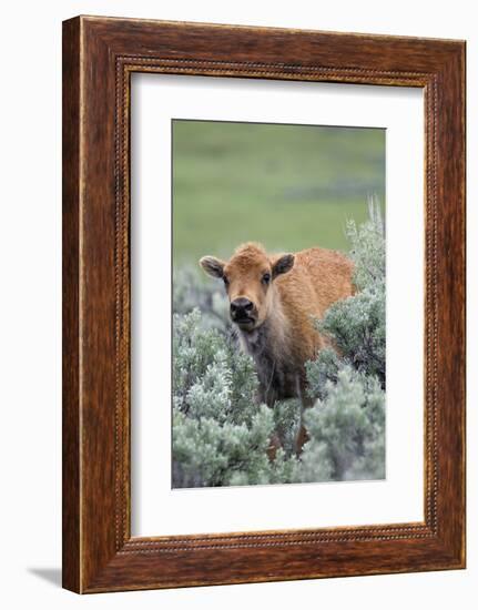 Bison Calf, Yellowstone National Park-Ken Archer-Framed Photographic Print