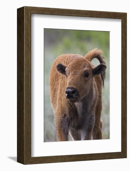 Bison Calf, Yellowstone National Park-Ken Archer-Framed Photographic Print