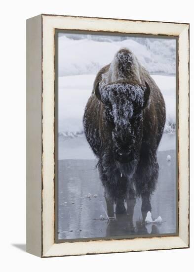 Bison Covered in Frost-W^ Perry Conway-Framed Premier Image Canvas