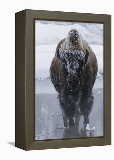 Bison Covered in Frost-W^ Perry Conway-Framed Premier Image Canvas