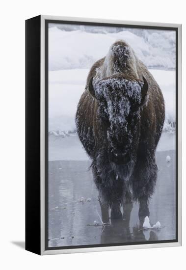 Bison Covered in Frost-W^ Perry Conway-Framed Premier Image Canvas