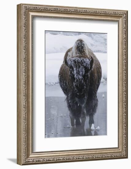 Bison Covered in Frost-W^ Perry Conway-Framed Photographic Print