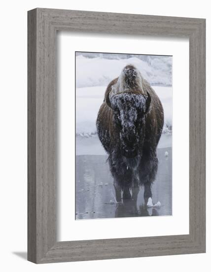 Bison Covered in Frost-W^ Perry Conway-Framed Photographic Print