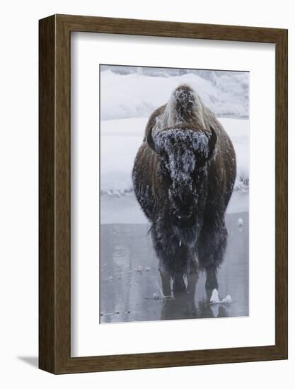 Bison Covered in Frost-W^ Perry Conway-Framed Photographic Print