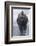 Bison Covered in Frost-W^ Perry Conway-Framed Photographic Print