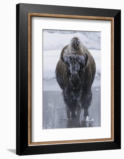 Bison Covered in Frost-W^ Perry Conway-Framed Photographic Print