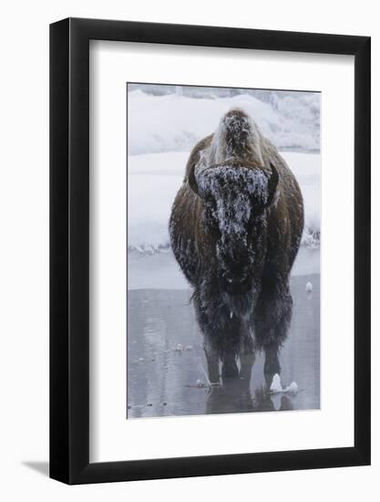 Bison Covered in Frost-W^ Perry Conway-Framed Photographic Print