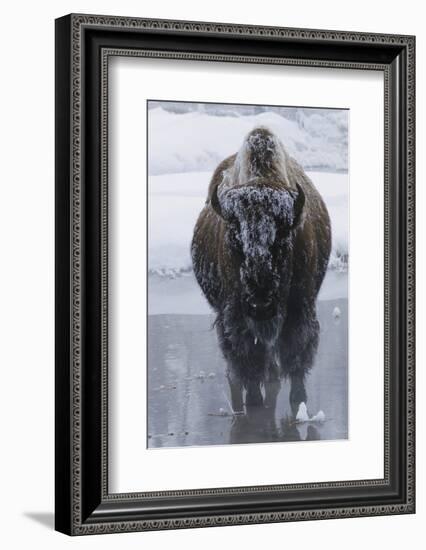 Bison Covered in Frost-W^ Perry Conway-Framed Photographic Print