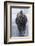 Bison Covered in Frost-W^ Perry Conway-Framed Photographic Print