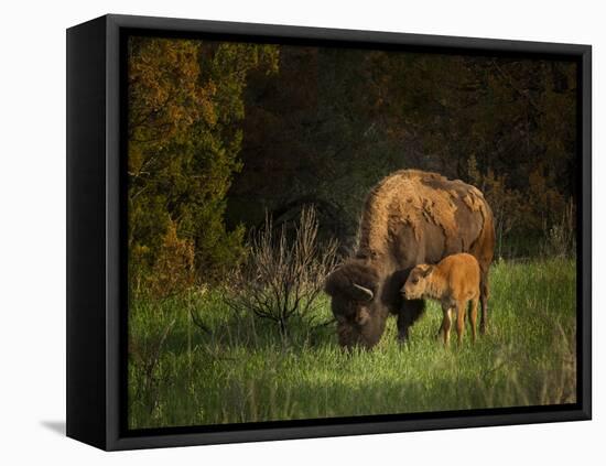 Bison Cow and Calf-Galloimages Online-Framed Premier Image Canvas