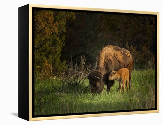 Bison Cow and Calf-Galloimages Online-Framed Premier Image Canvas