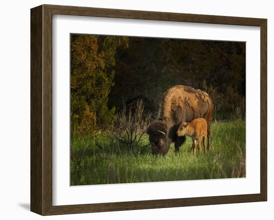 Bison Cow and Calf-Galloimages Online-Framed Photographic Print