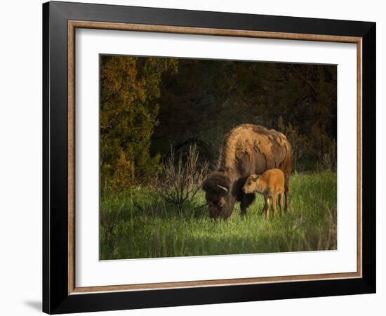 Bison Cow and Calf-Galloimages Online-Framed Photographic Print