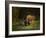 Bison Cow and Calf-Galloimages Online-Framed Photographic Print