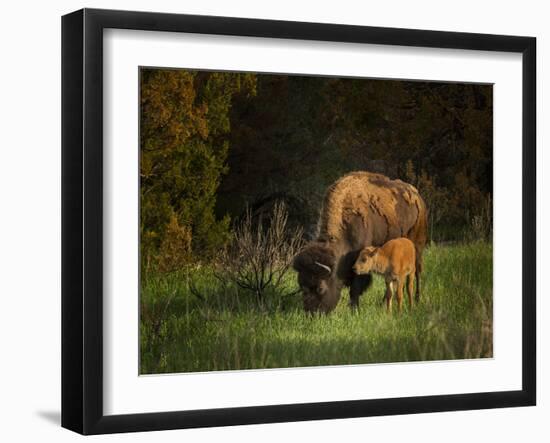 Bison Cow and Calf-Galloimages Online-Framed Photographic Print