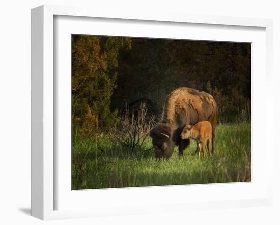 Bison Cow and Calf-Galloimages Online-Framed Photographic Print