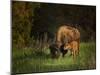 Bison Cow and Calf-Galloimages Online-Mounted Photographic Print