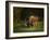 Bison Cow and Calf-Galloimages Online-Framed Photographic Print