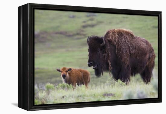 Bison Cow with Calf-Ken Archer-Framed Premier Image Canvas