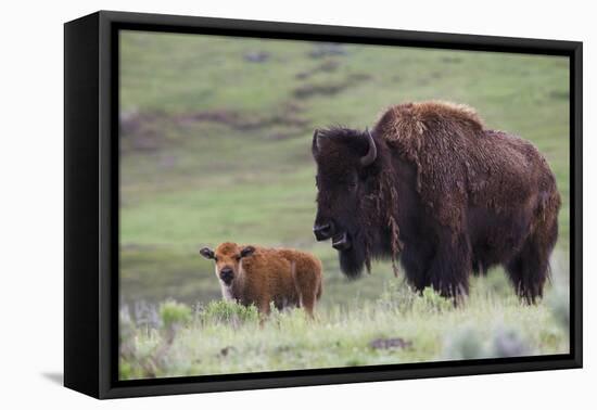 Bison Cow with Calf-Ken Archer-Framed Premier Image Canvas