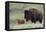 Bison Cow with Calf-Ken Archer-Framed Premier Image Canvas