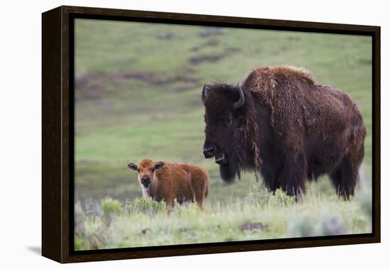 Bison Cow with Calf-Ken Archer-Framed Premier Image Canvas