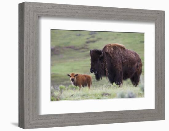 Bison Cow with Calf-Ken Archer-Framed Photographic Print