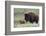 Bison Cow with Calf-Ken Archer-Framed Photographic Print