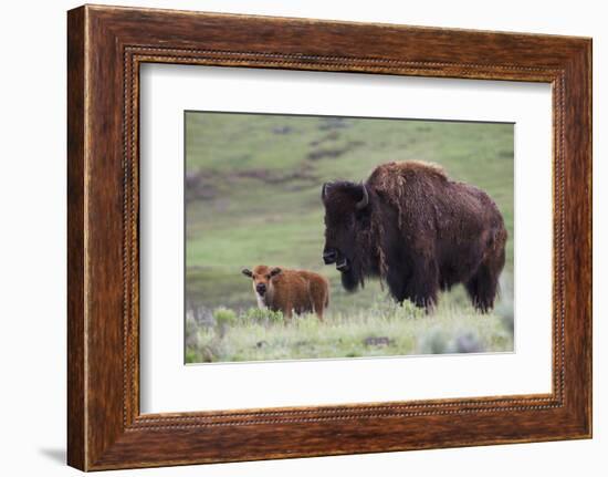 Bison Cow with Calf-Ken Archer-Framed Photographic Print