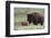 Bison Cow with Calf-Ken Archer-Framed Photographic Print