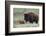 Bison Cow with Calf-Ken Archer-Framed Photographic Print