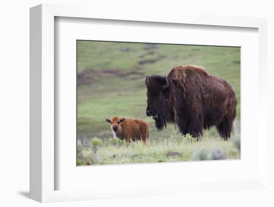 Bison Cow with Calf-Ken Archer-Framed Photographic Print