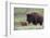 Bison Cow with Calf-Ken Archer-Framed Photographic Print