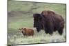 Bison Cow with Calf-Ken Archer-Mounted Photographic Print