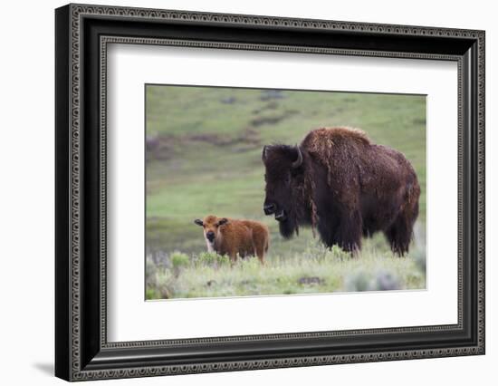 Bison Cow with Calf-Ken Archer-Framed Photographic Print