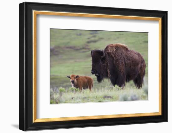 Bison Cow with Calf-Ken Archer-Framed Photographic Print