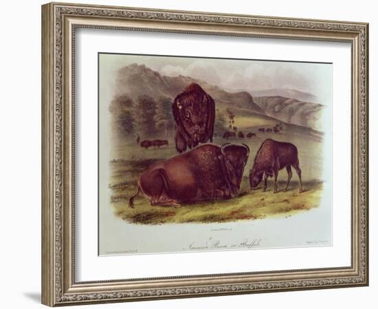 Bison from Quadrupeds of North America (1842-5)-John James Audubon-Framed Giclee Print