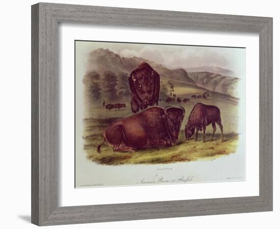 Bison from Quadrupeds of North America (1842-5)-John James Audubon-Framed Giclee Print