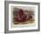 Bison from Quadrupeds of North America (1842-5)-John James Audubon-Framed Giclee Print