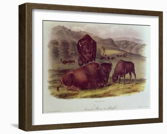 Bison from Quadrupeds of North America (1842-5)-John James Audubon-Framed Giclee Print