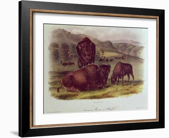 Bison from Quadrupeds of North America (1842-5)-John James Audubon-Framed Giclee Print