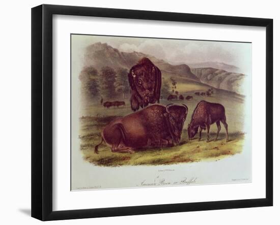 Bison from Quadrupeds of North America (1842-5)-John James Audubon-Framed Giclee Print