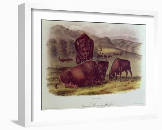 Bison from Quadrupeds of North America (1842-5)-John James Audubon-Framed Giclee Print