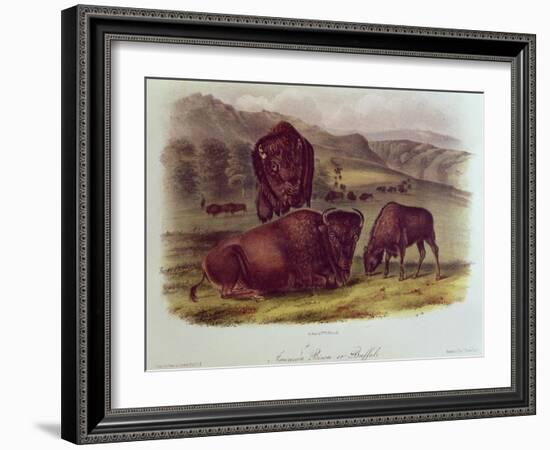 Bison from Quadrupeds of North America (1842-5)-John James Audubon-Framed Giclee Print