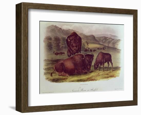Bison from Quadrupeds of North America (1842-5)-John James Audubon-Framed Premium Giclee Print