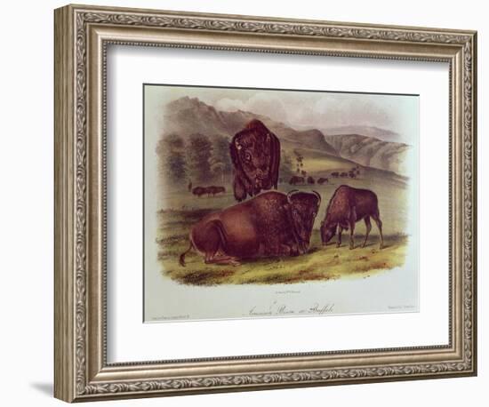 Bison from Quadrupeds of North America (1842-5)-John James Audubon-Framed Giclee Print